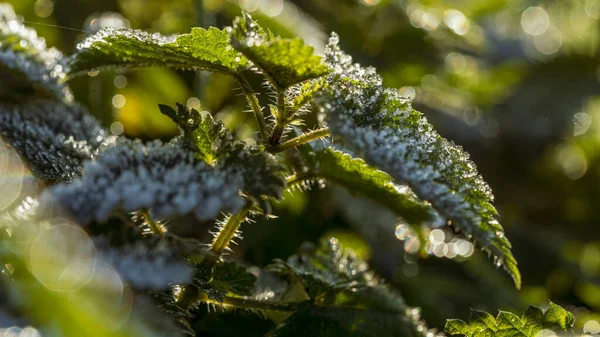 清晨的露珠在树叶上结冰 — 图库照片