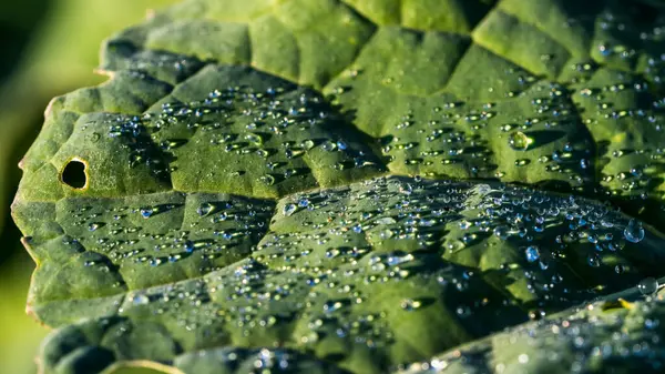 Gefrorene Tropfen Morgentau Auf Einigen Blättern — Stockfoto