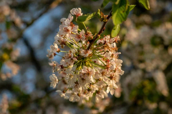 Güneşin Altında Bir Ağaçta Çiçek Açar — Stok fotoğraf