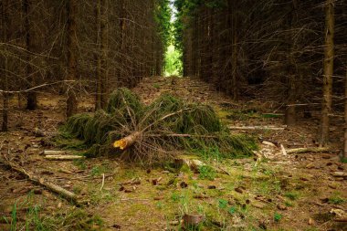 Mintarder Berg ormanında bir orman koridoru, Ratingen-Hoesel, Kuzey Ren-Vestfalya, Almanya