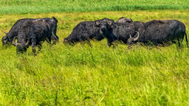Çayırda otlayan bufalolar.