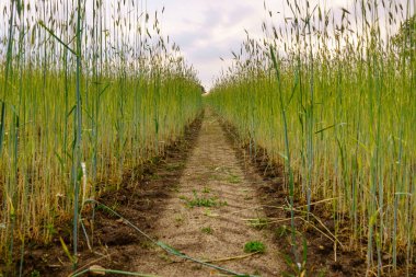 Bir mısır tarlasını bölen bir yol