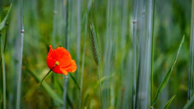 Bulanık arkaplanı olan bir tarlada haşhaşın yakın çekimi