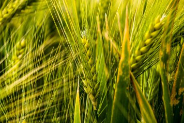 Mısır tarlasında kulaklara yakın çekim