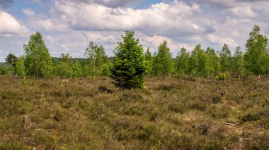 Niederhaverbeck yakınlarındaki Lueneburg Heath 'de manzara, Aşağı Saksonya, Almanya