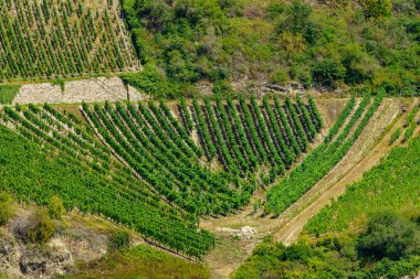Lorch, Hesse, Almanya yakınlarındaki üzüm bağları