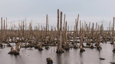 Anklam yakınlarındaki Peenetalmoor Doğa Rezervi, Mecklenburg-Batı Pomeranya, Almanya