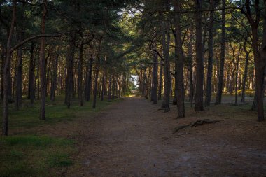 Sahile giden yol, Schaabe 'deki ormandan geçiyor, Mecklenburg-Batı Pomerania, Almanya
