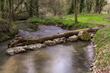 Ratingen, Kuzey Ren-Vestfalya, Almanya yakınlarındaki Angerbach 'ta bir ağaç gövdesi.