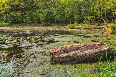 Kuzey Ren-Vestfalya, Almanya 'da Ratingen-Hoesel ormanlarında bir ağaç gövdesi.