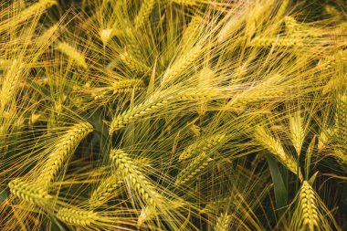 Mısır tarlasında kulaklara yakın çekim