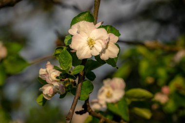 Güneşin altında bir ağaçta çiçek açar