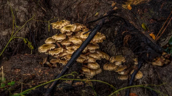 Closeup Fungus Growing Tree Trunk — Stock Photo, Image