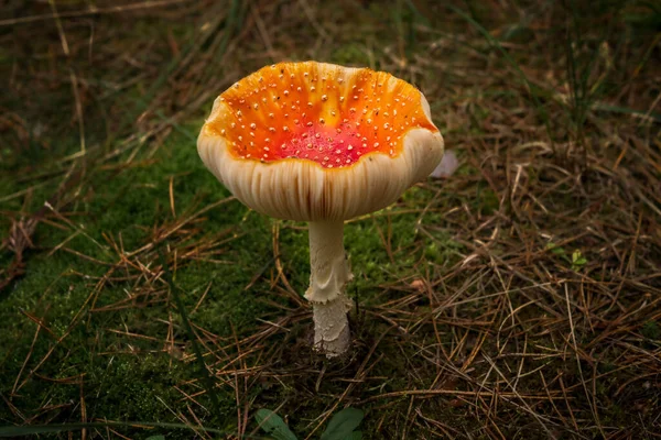 Closeup Large Fly Agaric Forest Ground — Stock Photo, Image