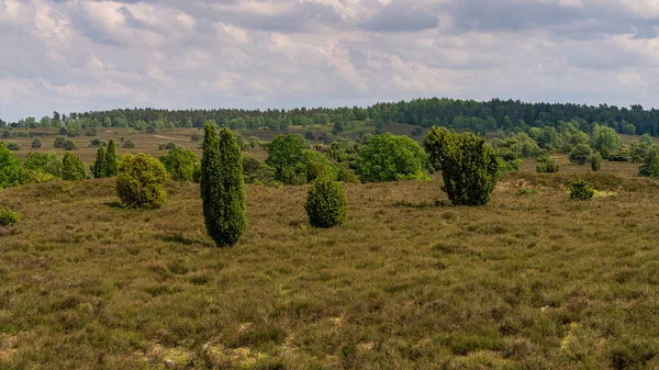 Paisaje Lueneburg Heath Cerca Niederhaverbeck Baja Sajonia Alemania — Foto de Stock