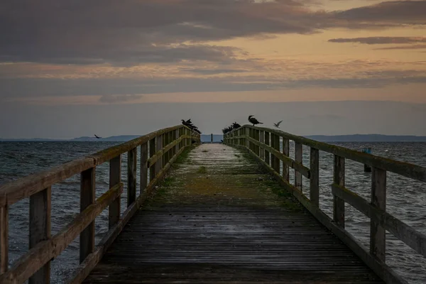 Seevögel Auf Der Alten Seebrücke Sassnitz Mecklenburg Vorpommern — Stockfoto