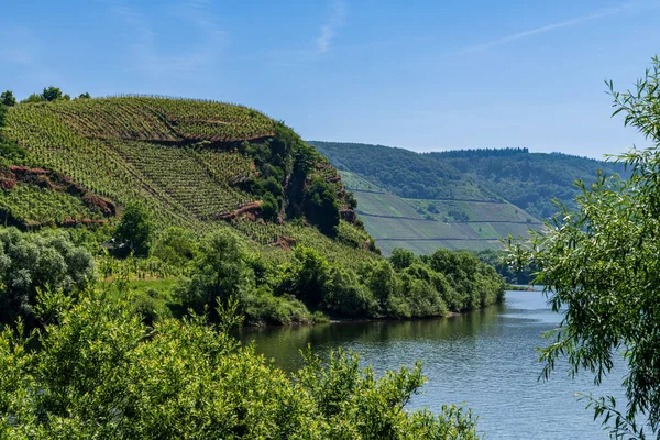 Vue Sur Vallée Moselle Près Bremm Rhénanie Palatinat Allemagne — Photo