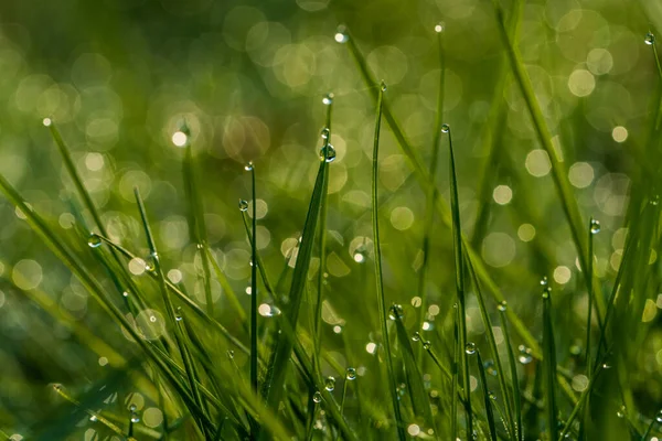 Tropfen Morgentau Gras — Stockfoto