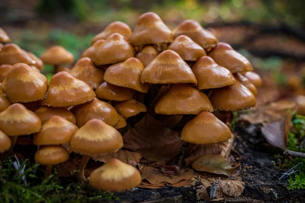 Forest Mushroom Tree Trunk — Stock Photo, Image