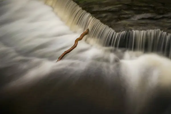 Egy Faág Aysgarth Vízesés Alsó Részén Észak Yorkshire Anglia Anglia — Stock Fotó