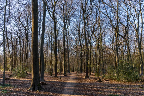 Sendero Través Del Koellnischer Wald Una Reserva Natural Bottrop Renania — Foto de Stock