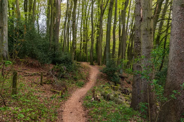 Sentier Pédestre Une Forêt Près Isenbuegel Rhénanie Nord Westphalie Allemagne — Photo