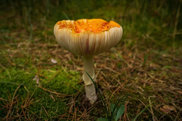 Closeup Large Fly Agaric Forest Ground — Stock Photo, Image
