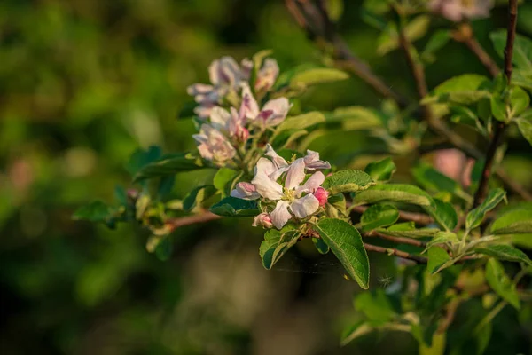 Blommor Ett Tràd Solljuset — Stockfoto