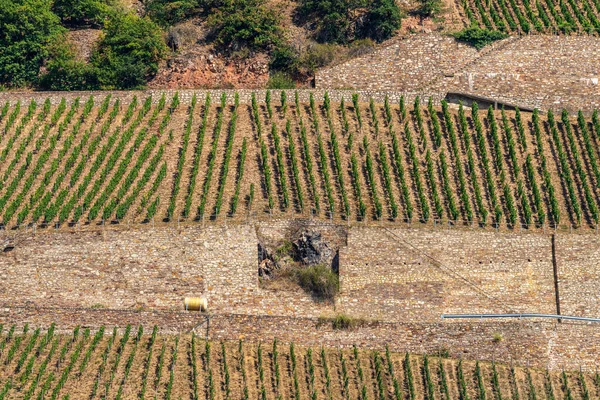 Weinberge Bei Rüdesheim Hessen Deutschland — Stockfoto