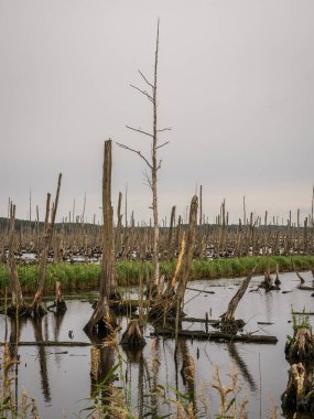 Anklam yakınlarındaki Peenetalmoor Doğa Rezervi, Mecklenburg-Batı Pomeranya, Almanya