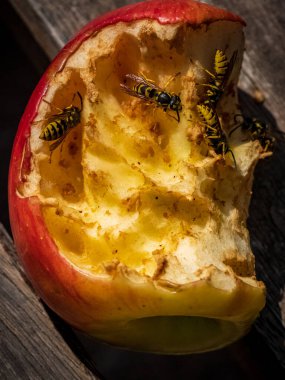 Çürüyen bir elmanın içindeki eşekarılarına yaklaşıyoruz.