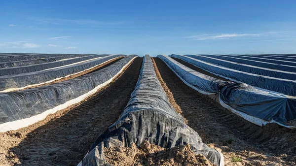 Campo Asparagi Una Giornata Primaverile Quasi Senza Nuvole — Foto Stock