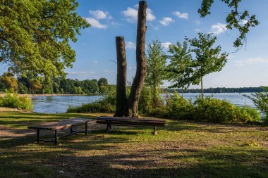 Berlin, Almanya 'da Mueggelsee kıyısındaki ağaç gövdeleri ve banklar