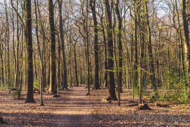 Koellnischer Wald boyunca bir patika, Bottrop, Kuzey Ren-Vestfalya, Almanya 'da bir doğa rezervi.