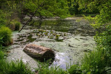Kuzey Ren-Vestfalya, Almanya 'da Ratingen-Hoesel ormanlarında bir ağaç gövdesi.
