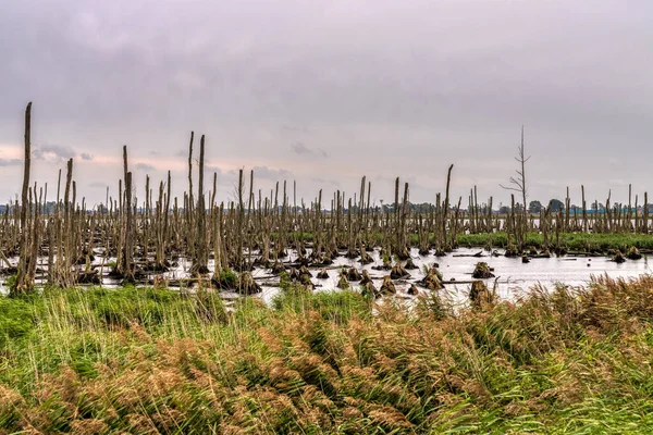 Réserve Naturelle Peenetalmoor Près Anklam Mecklembourg Poméranie Occidentale Allemagne — Photo