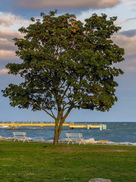 Bancos Árbol Costa Del Mar Báltico Sassnitz Mecklemburgo Pomerania Occidental — Foto de Stock