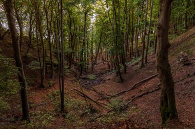 Ulusal park Jasmund, Mecklenburg-Batı Pomerania, Almanya 'daki orman