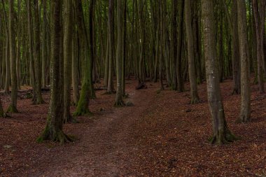 Almanya 'nın Mecklenburg-Batı Pomerania eyaletindeki Jasmund Ulusal Parkı' nda bir patika.