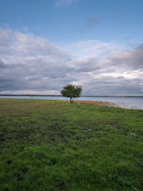 Achterwasser kıyıları Goermitz, Mecklenburg-Batı Pomerania, Almanya yakınlarındaki sulak arazide yalnız bir ağaç ile
