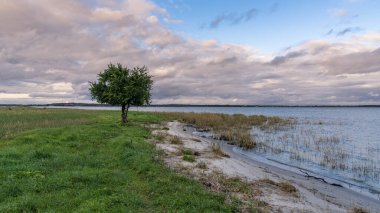 Achterwasser kıyıları Goermitz, Mecklenburg-Batı Pomerania, Almanya yakınlarındaki sulak arazide yalnız bir ağaç ile