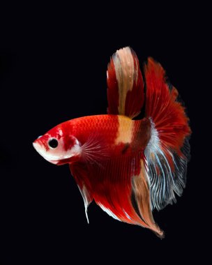 Betta Balık Uzun Kuyruk