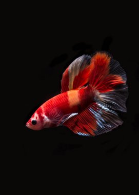 Betta Balık Uzun Kuyruk