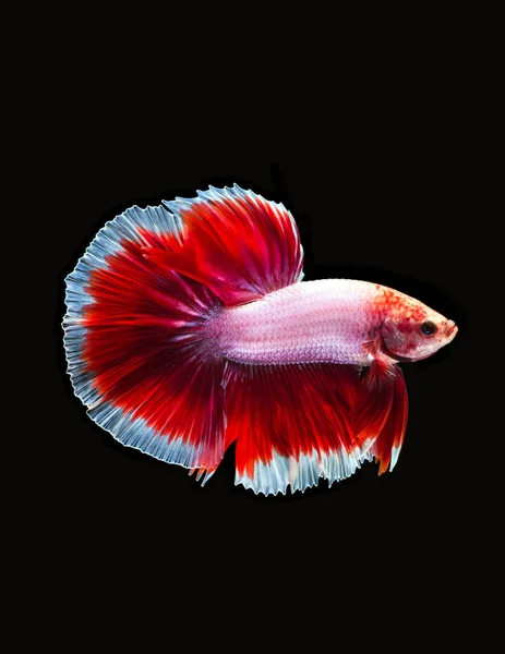 Betta Poisson Longue Queue — Photo