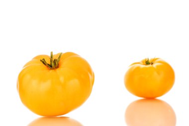 İki sulu organik, sarı domates, yakın plan, beyaz arka planda izole edilmiş..