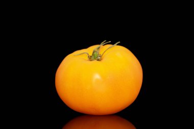 Bir sarı sulu domates, makro, siyah arka planda izole edilmiş..