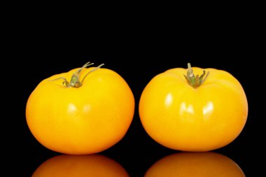 İki sarı sulu domates, makro, siyah arka planda izole edilmiş..