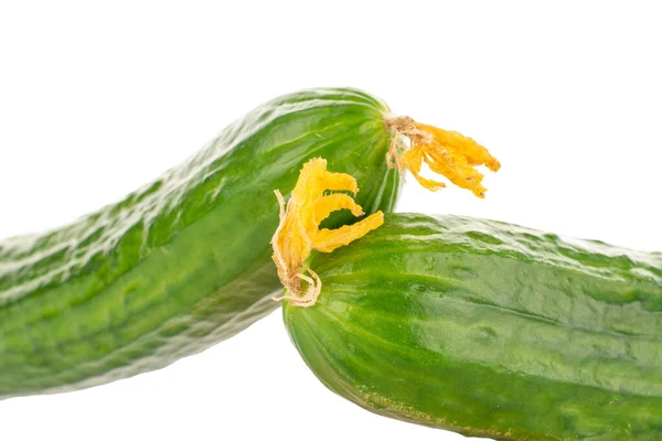 Two Juicy Smooth Cucumbers Macro Isolated White Background — Stock Photo, Image