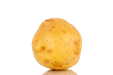 Bir çiğ organik patates, yakın plan, beyaz arka planda izole edilmiş..