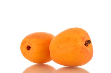 İki olgun tatlı kayısı, yakın plan, beyaz arka planda izole edilmiş..